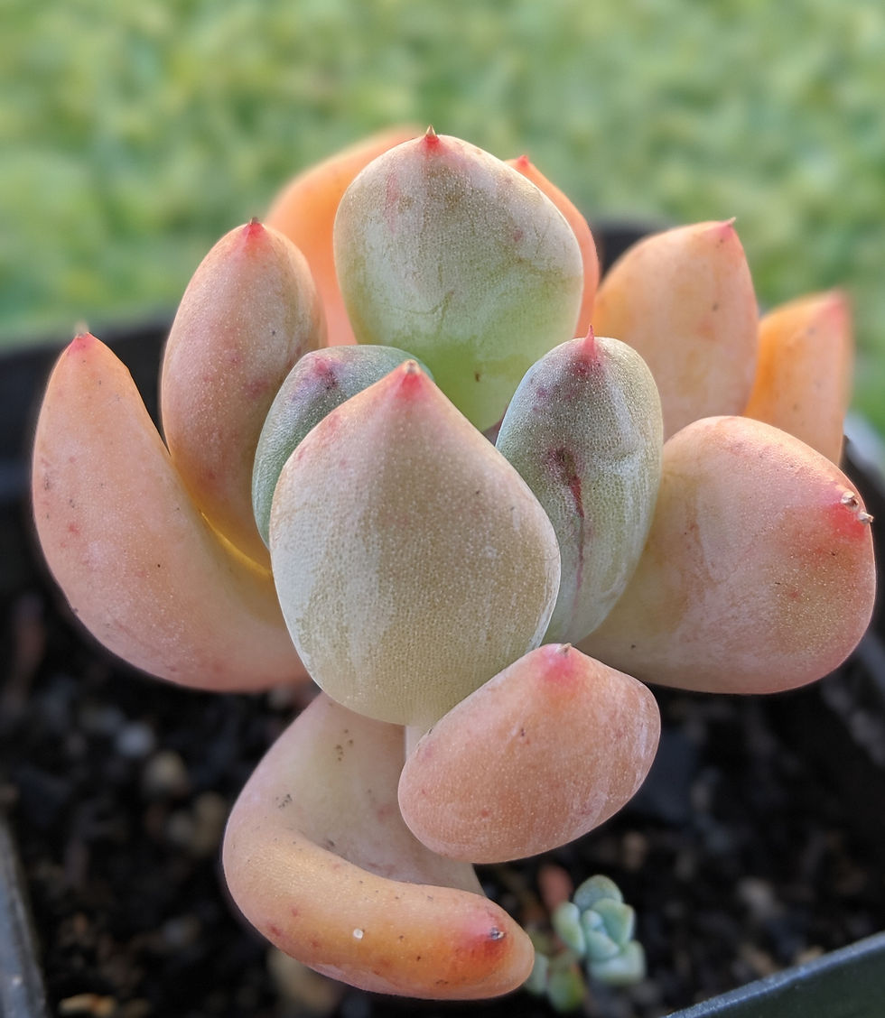 Thumbnail: Echeveria Sp - No ID