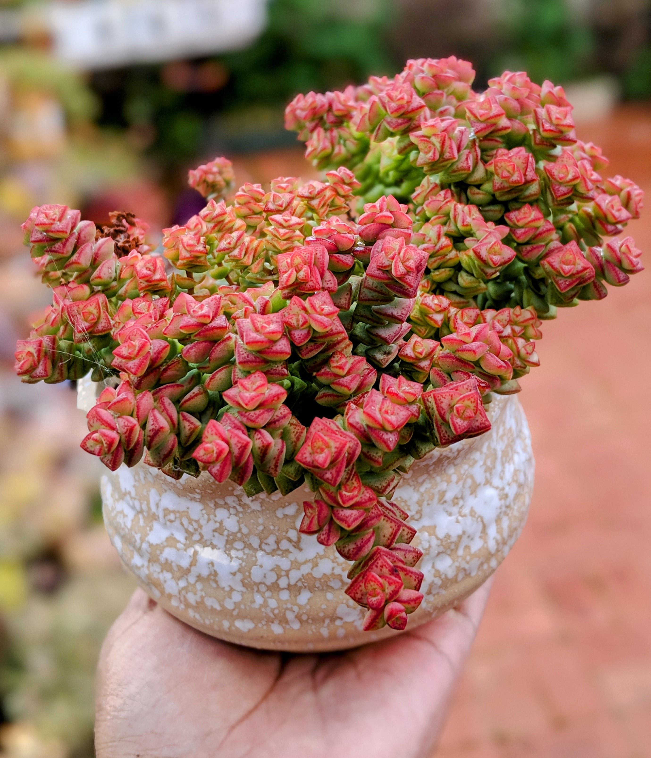 Crassula 'Tom Thumb'