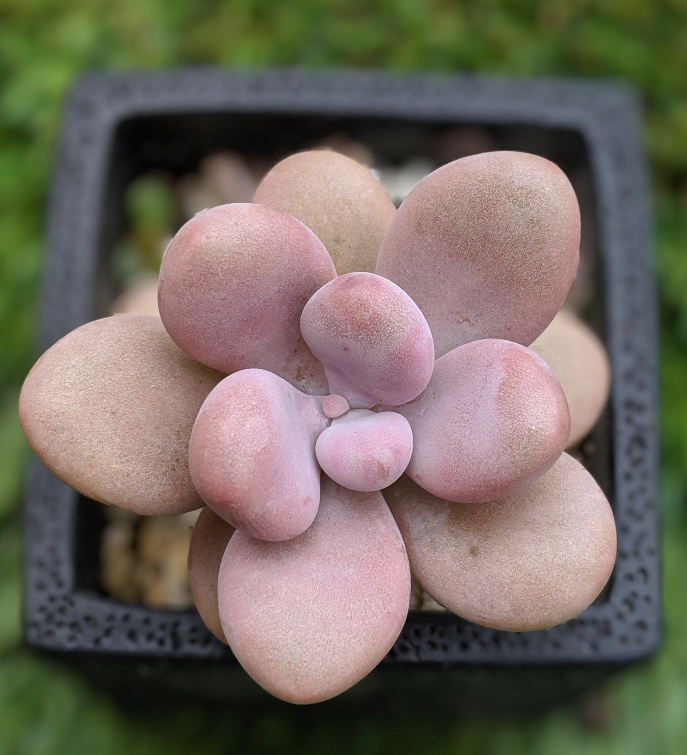 Graptopetalum Amethystinum 'Lavender Pebbles'