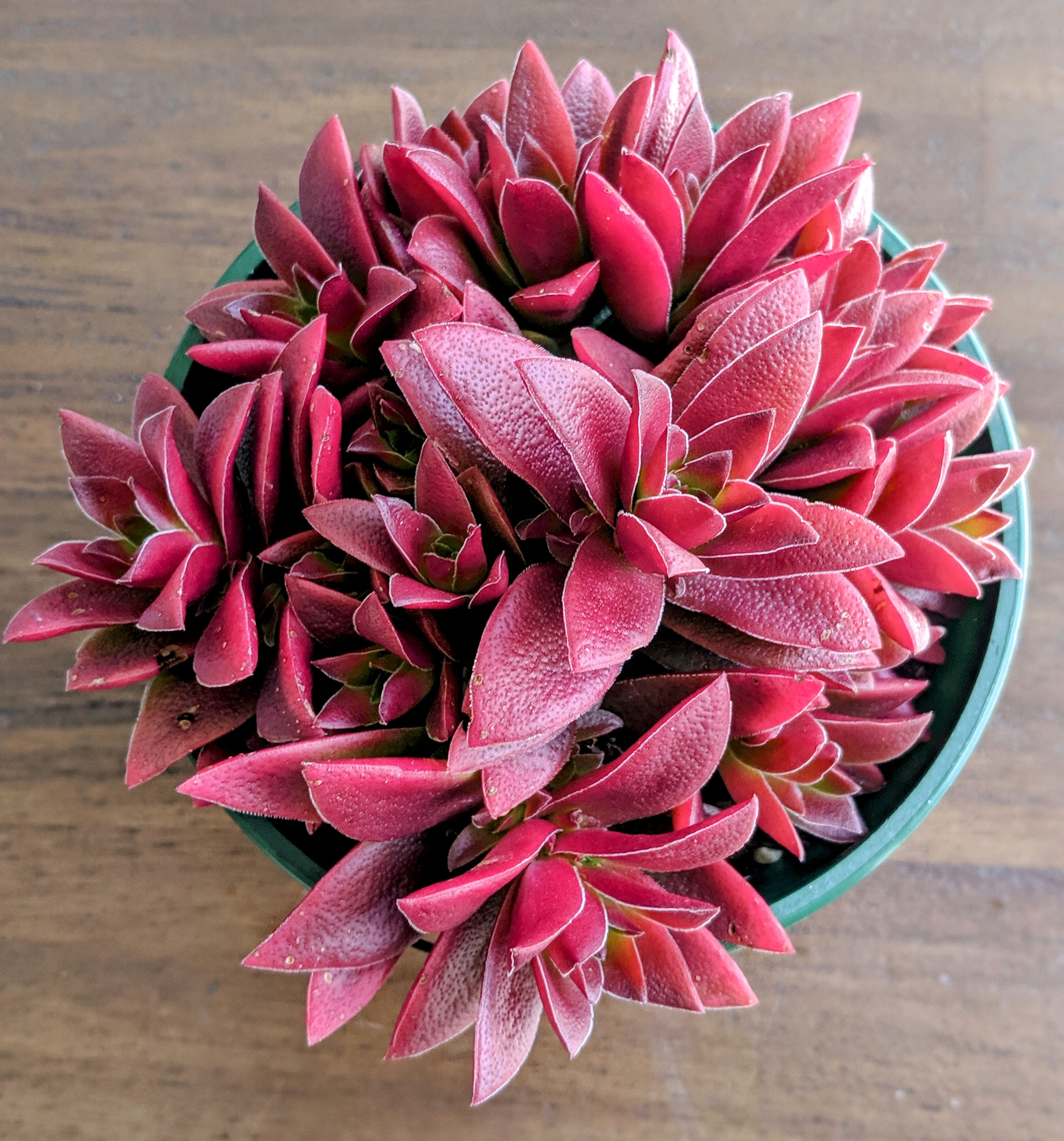 Crassula 'Momiji Matsuri'