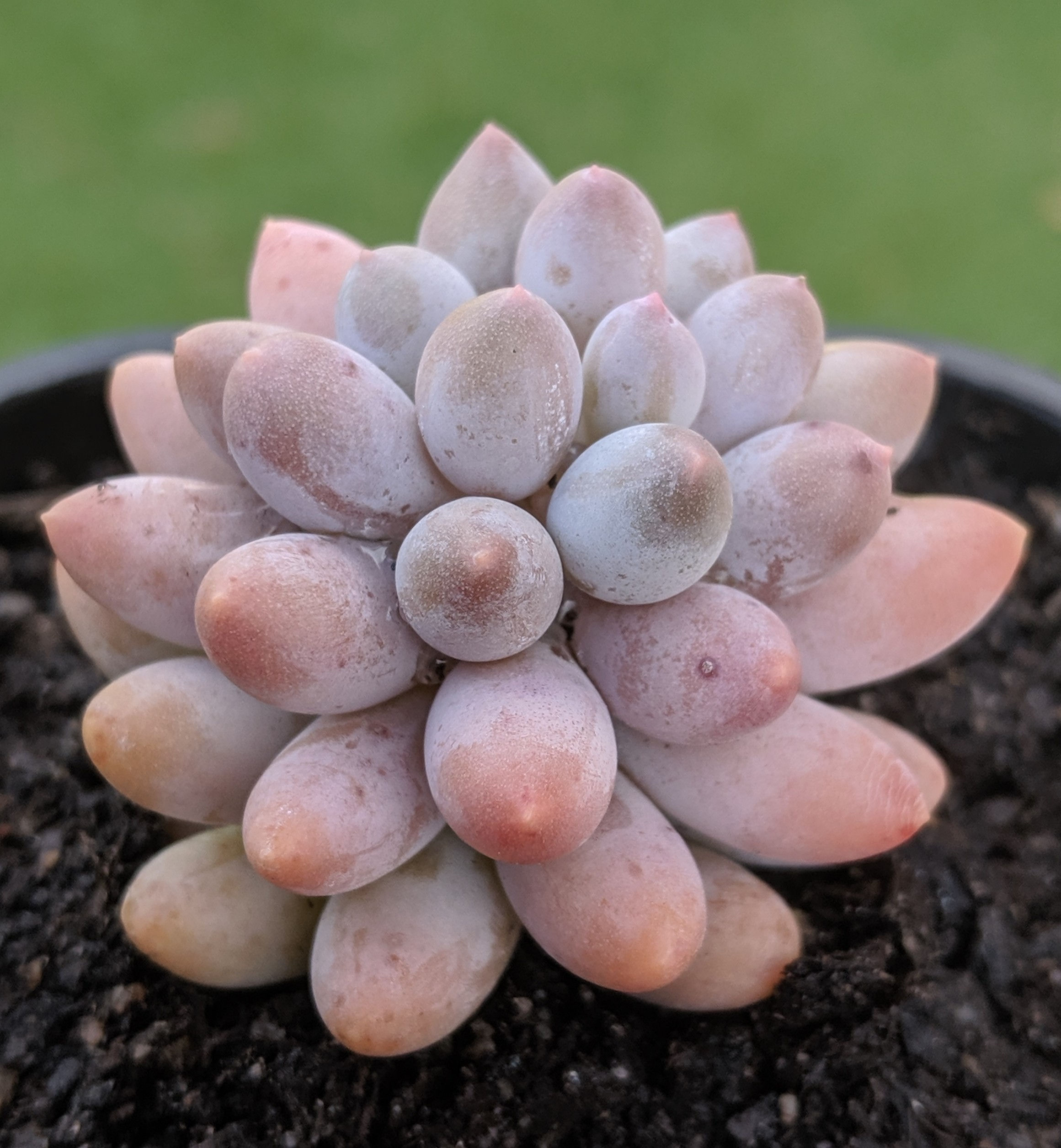Pachyphytum 'Baby Finger'