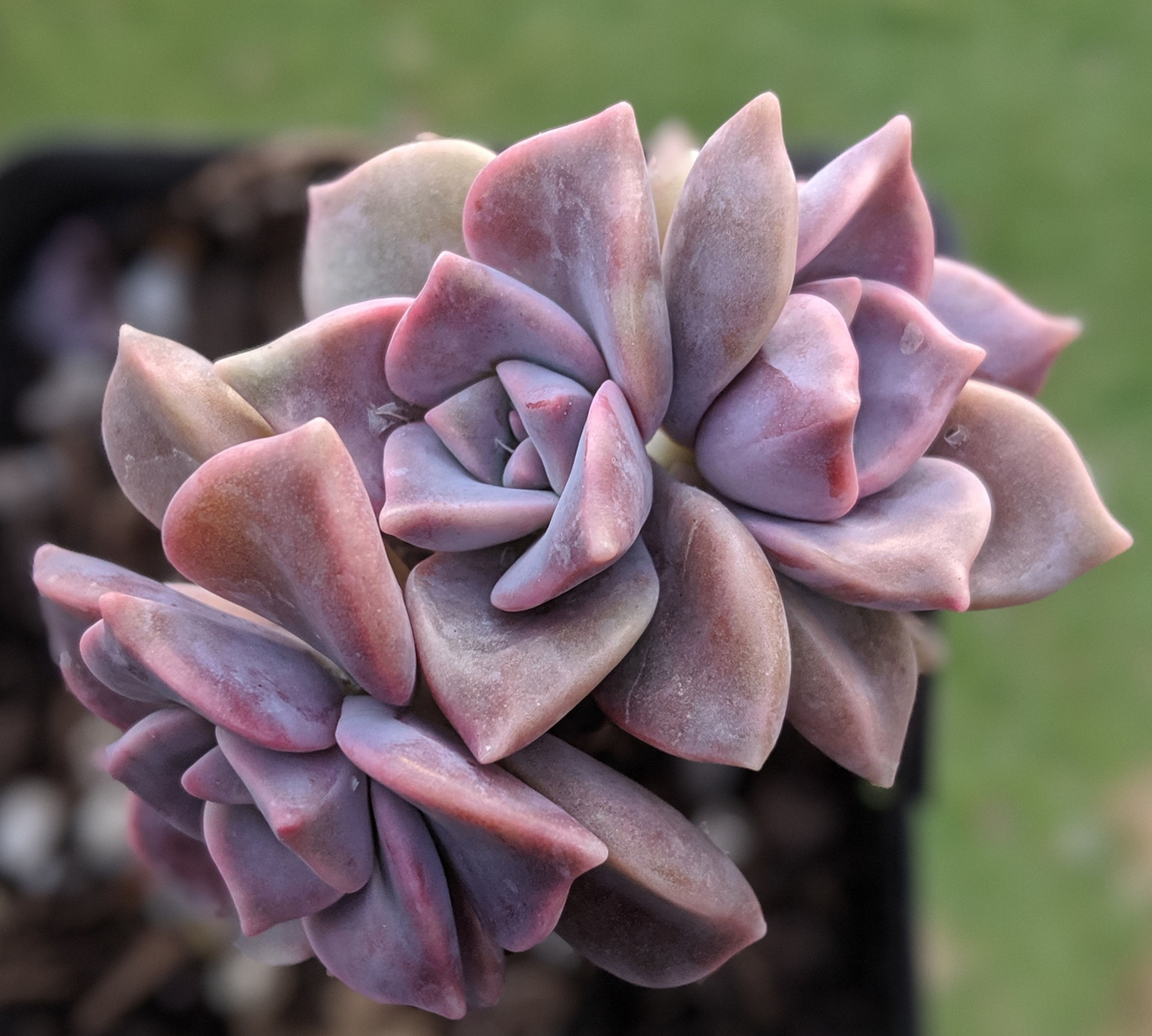 Graptopetalum 'Purple Delight'