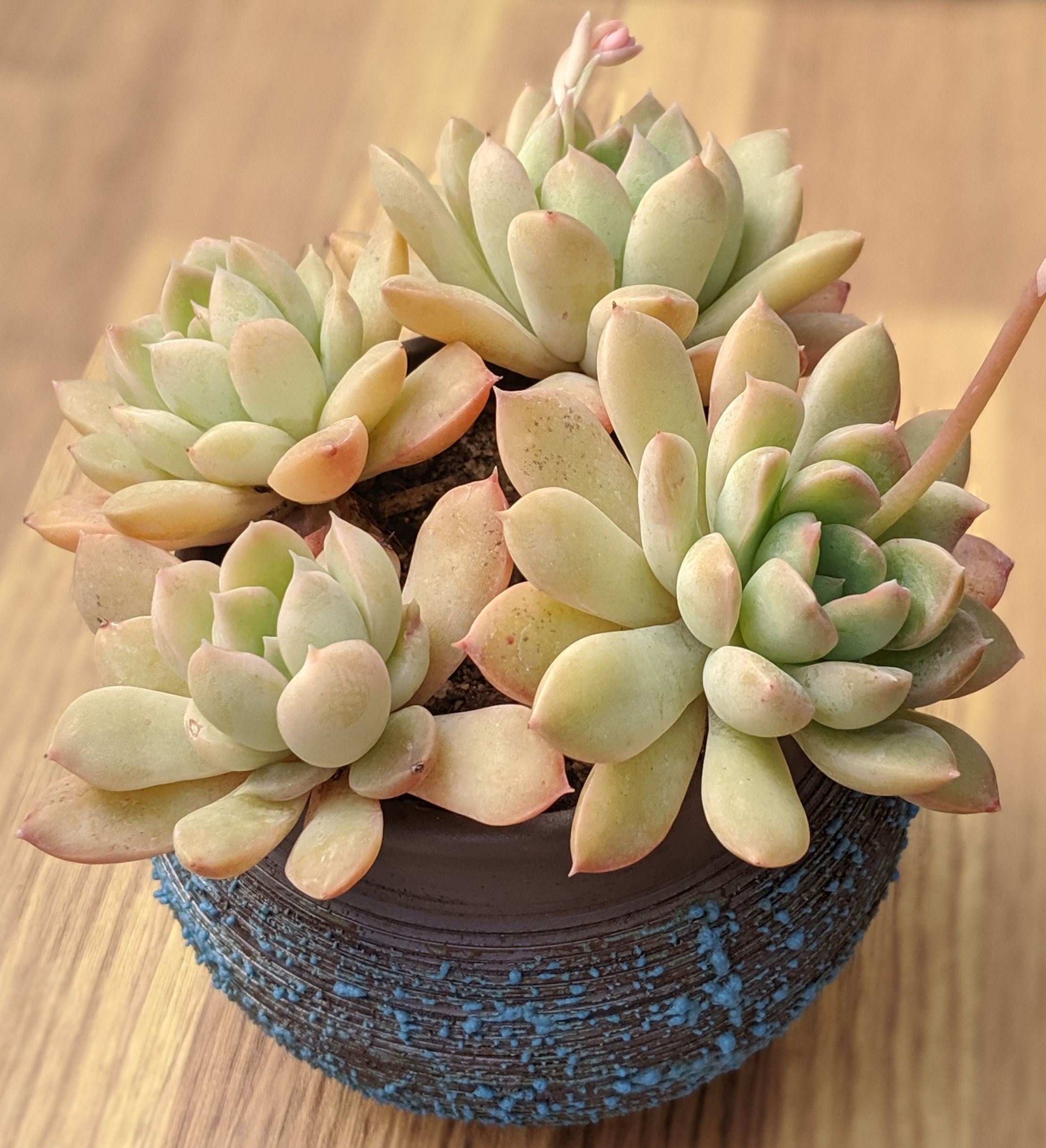 Pachyveria 'Claire' - Multi head
