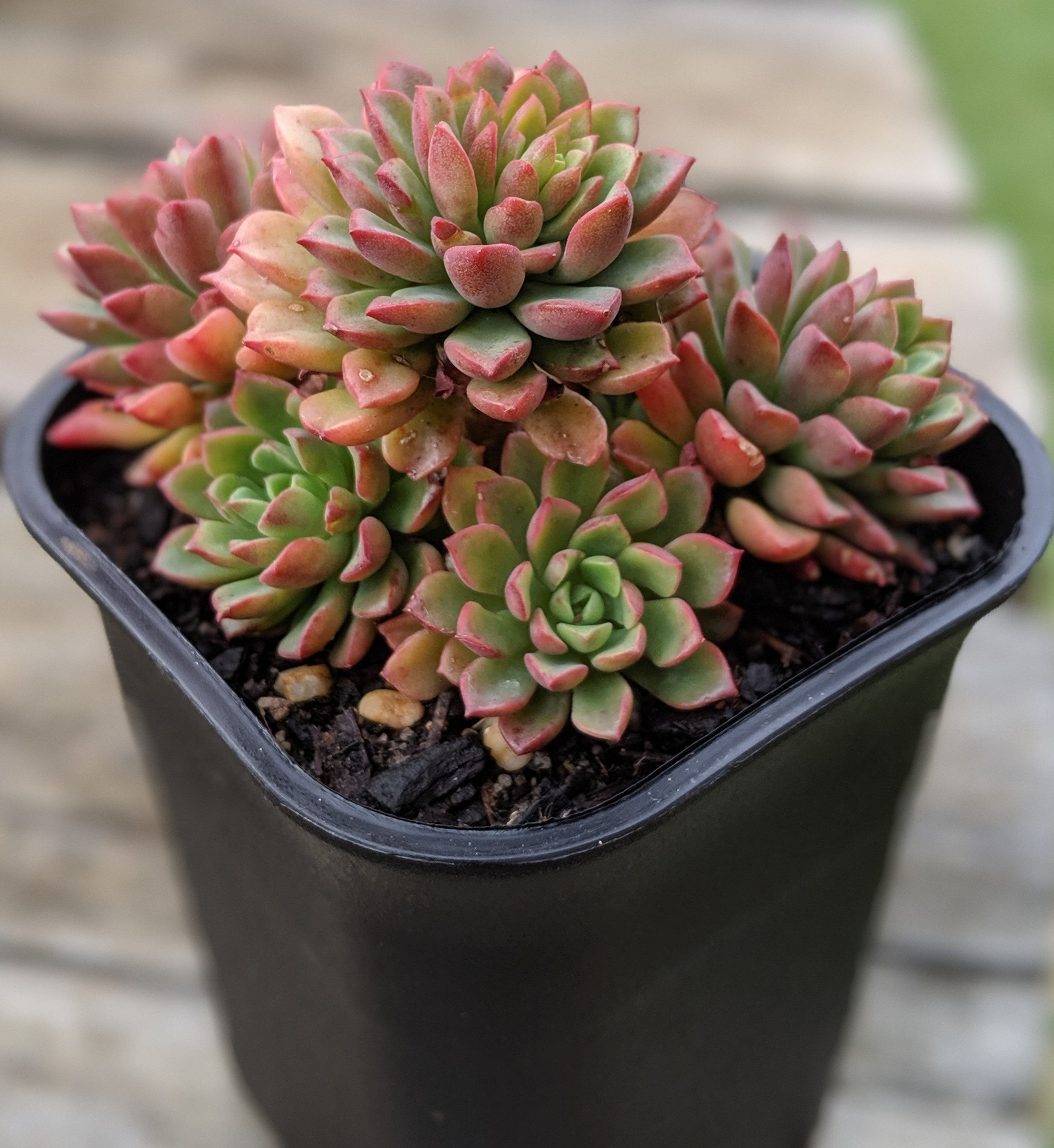 Sedeveria 'Darley Dale'