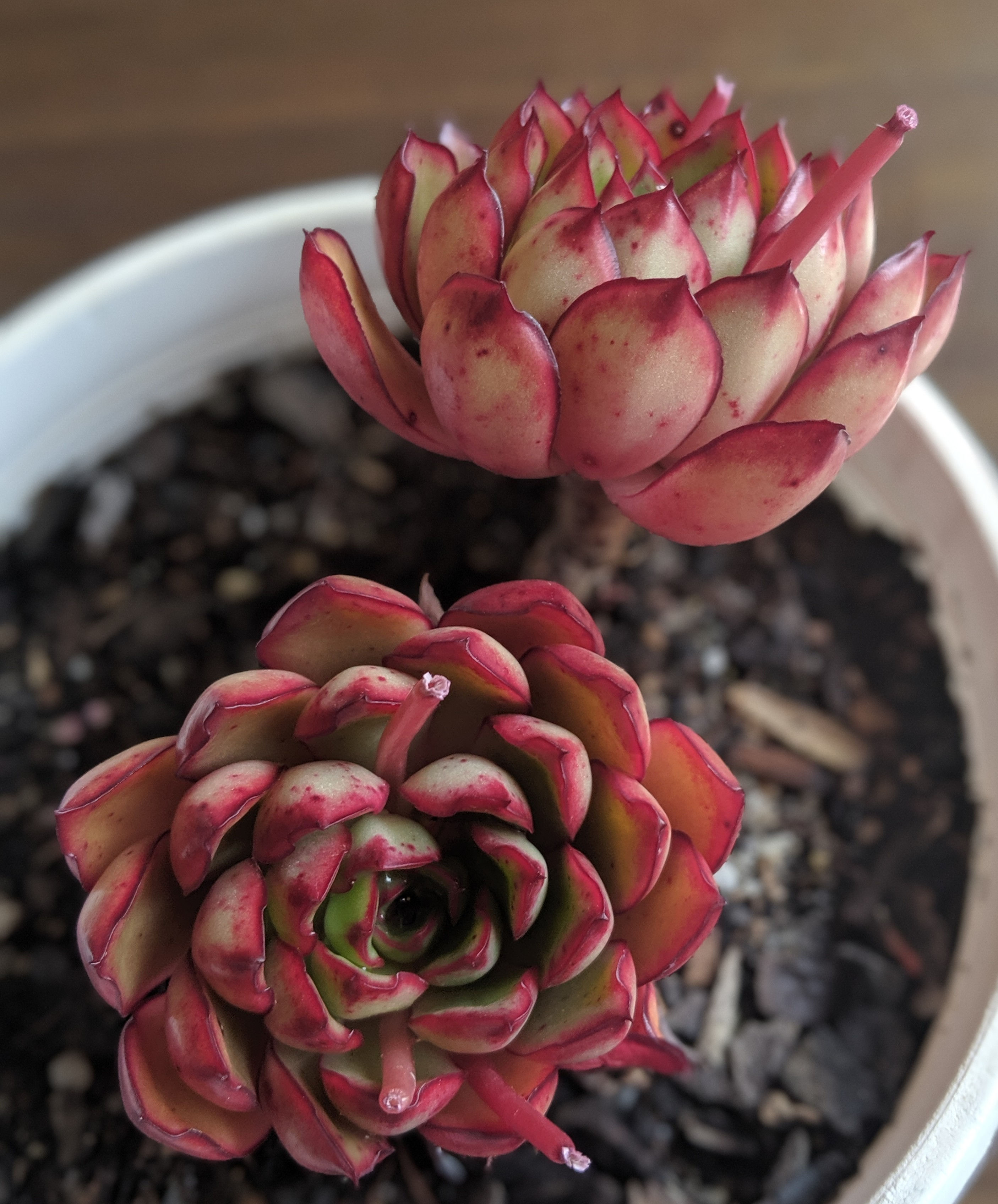 Echeveria 'Yamato Haru' - Multi Heads