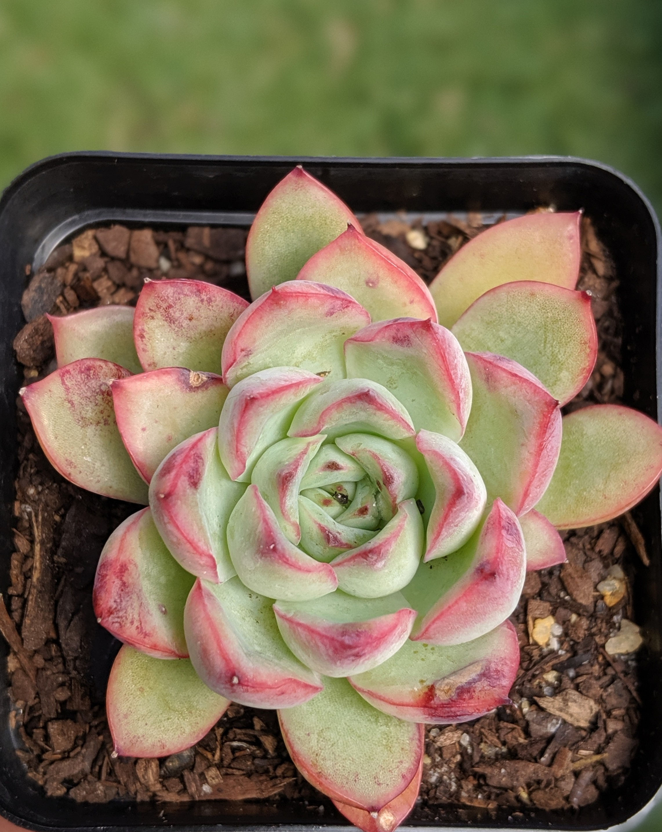 Echeveria 'Cherry'