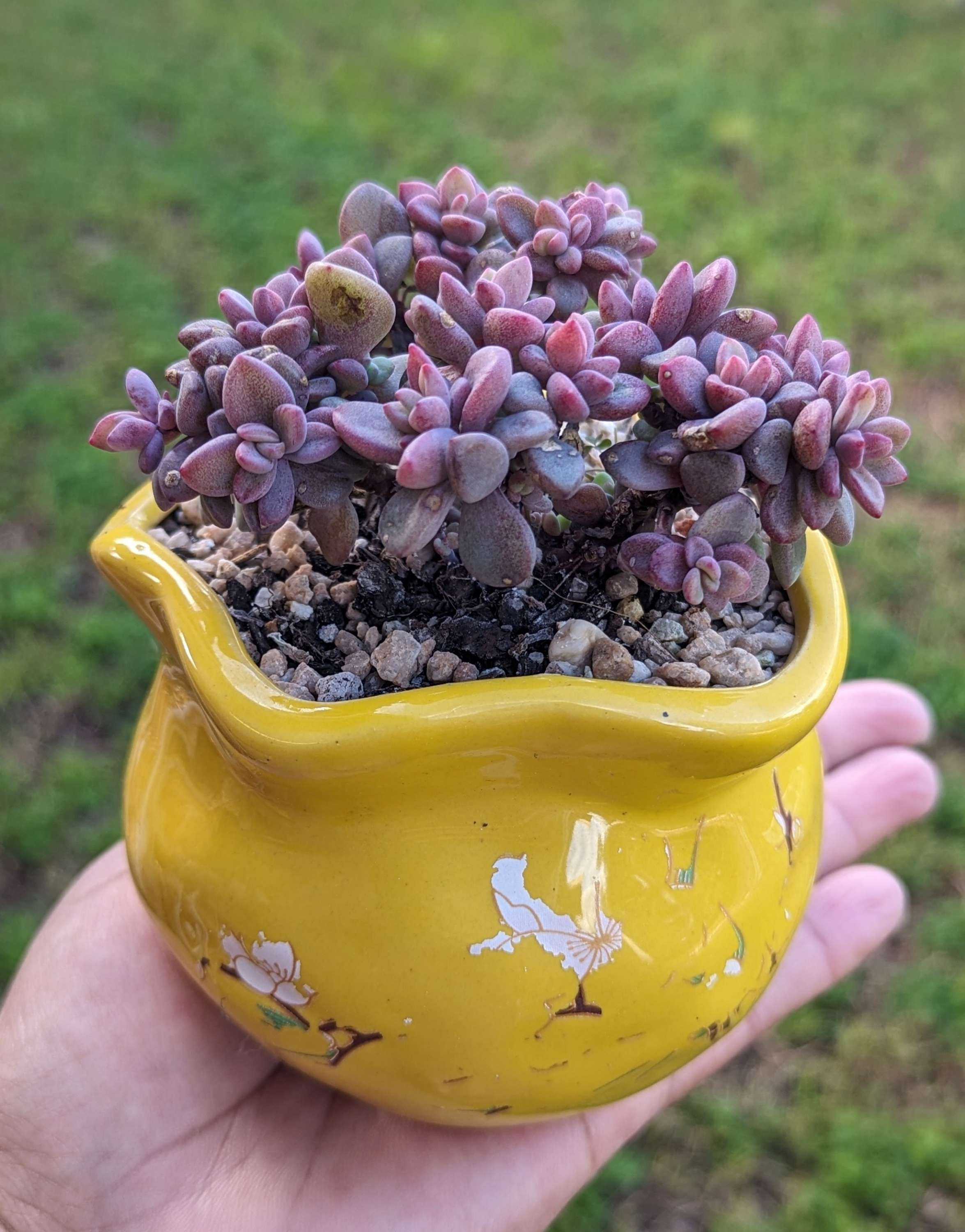 Graptoveria 'Purple dream'