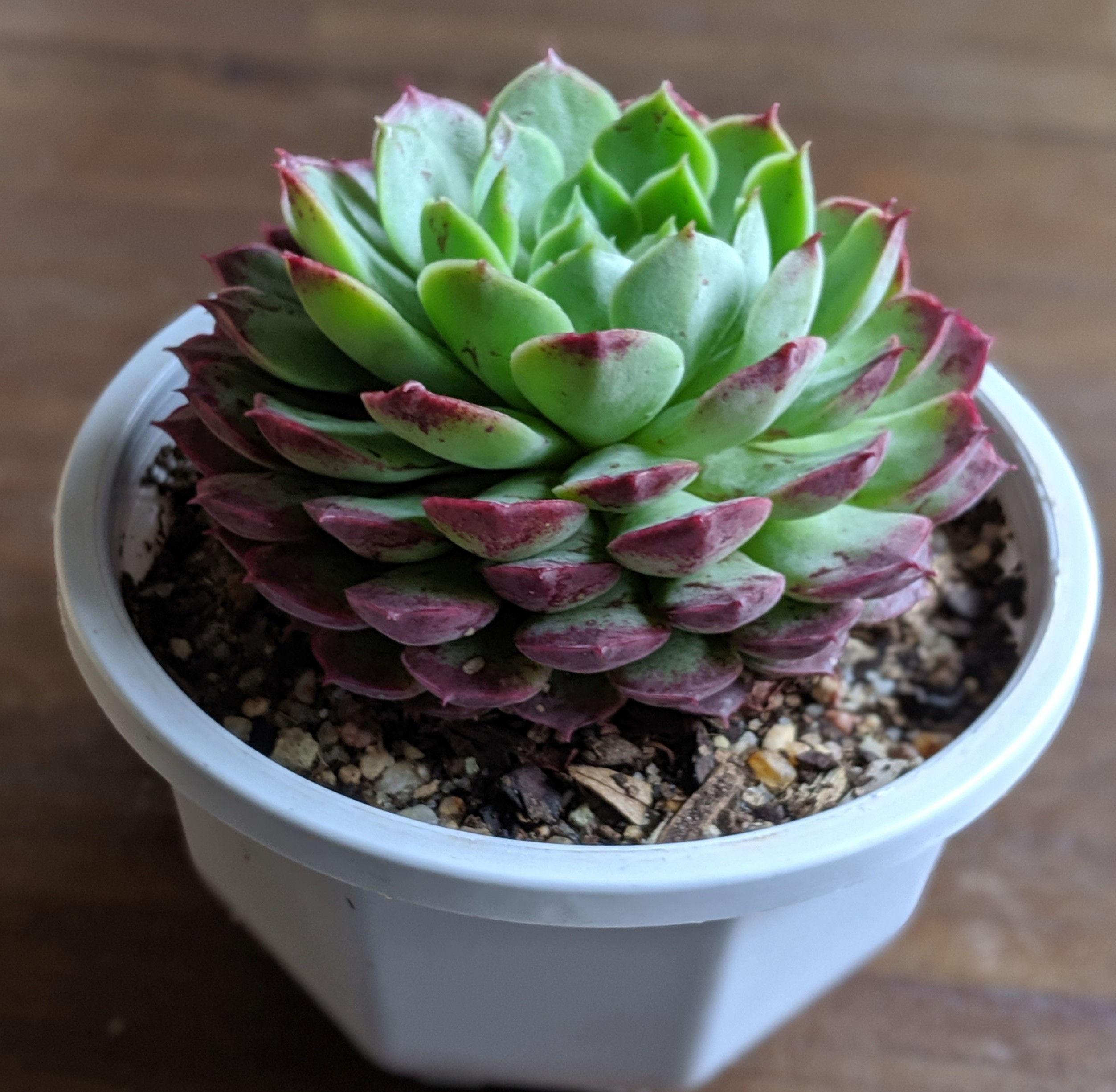 Echeveria 'Red Hole'