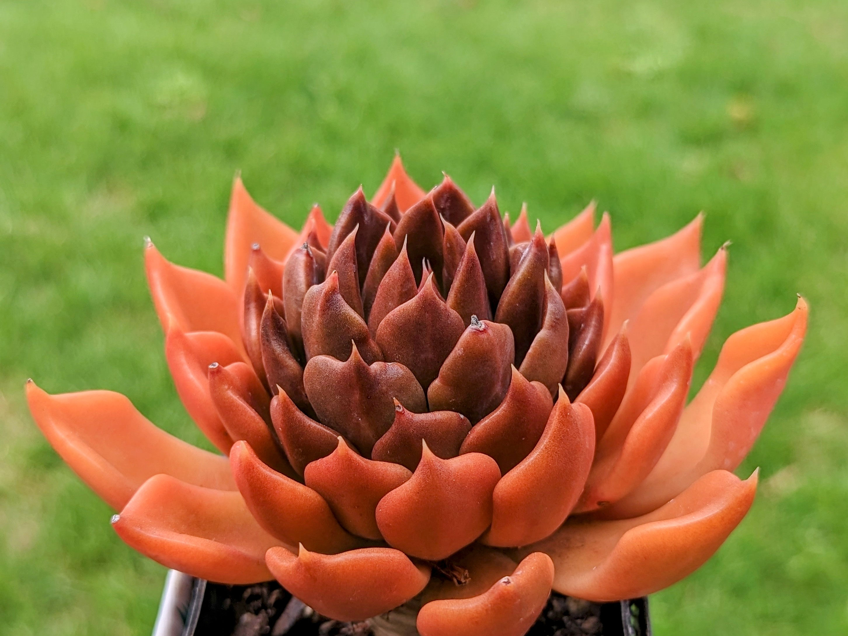 Echeveria 'Chocolate'
