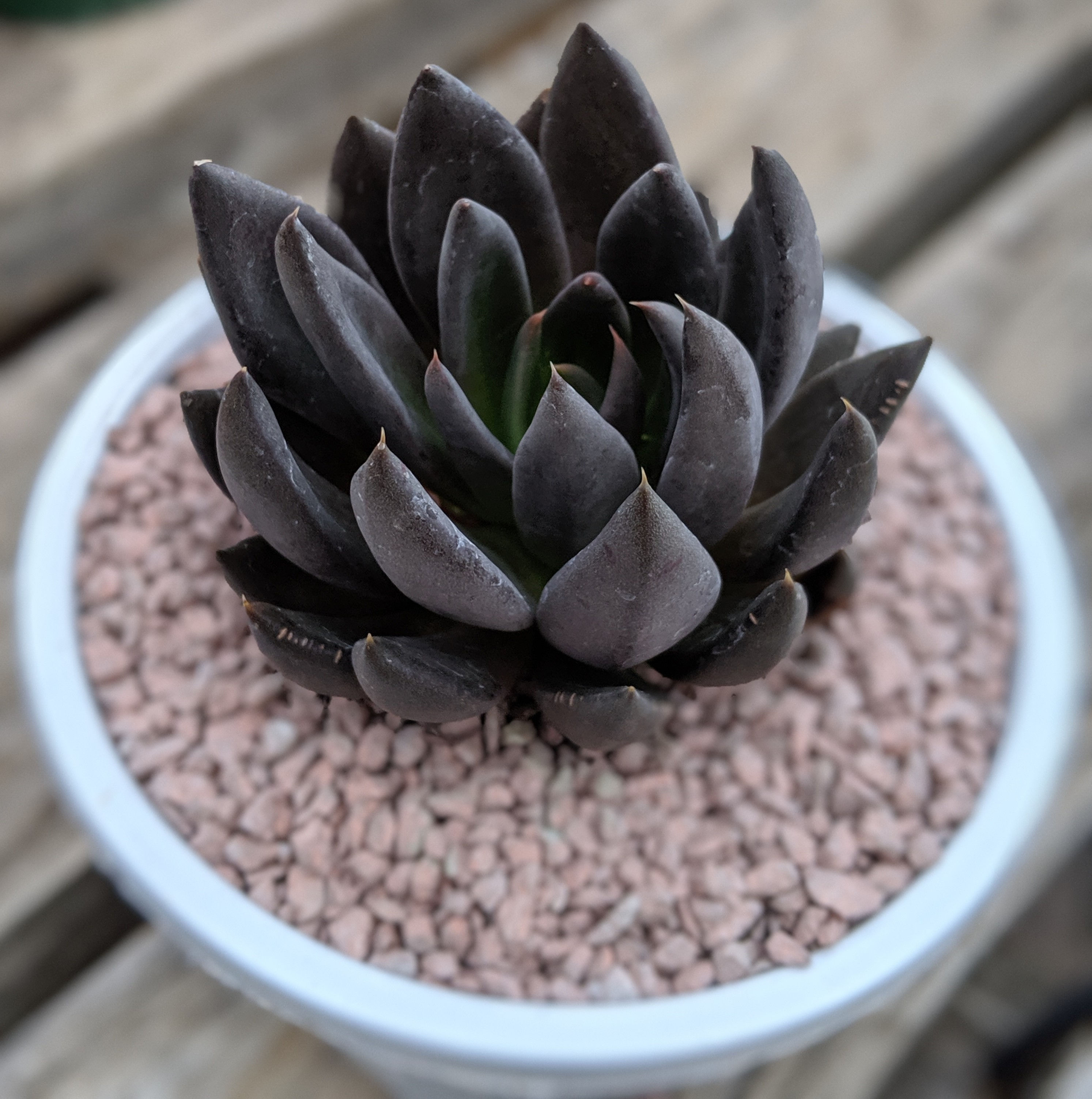 Echeveria 'Affinis' SP - AKA 'Black Knight'