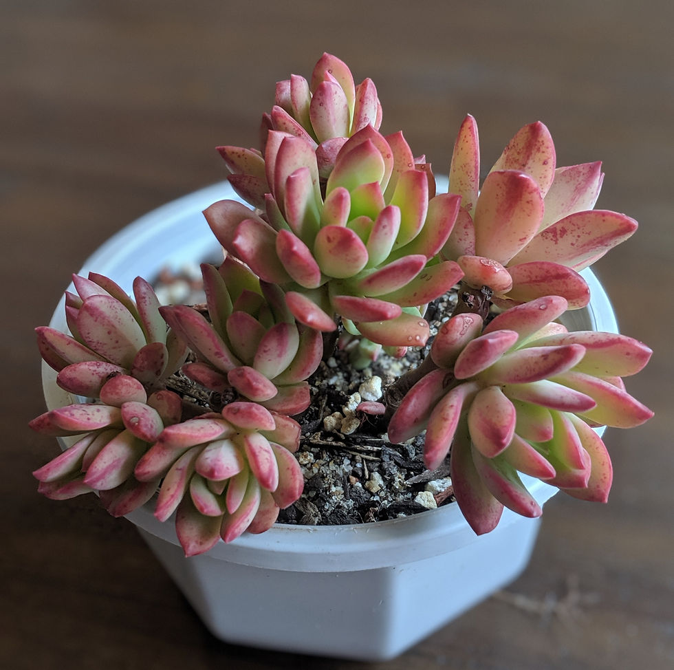 Thumbnail: Echeveria 'Minibelle'