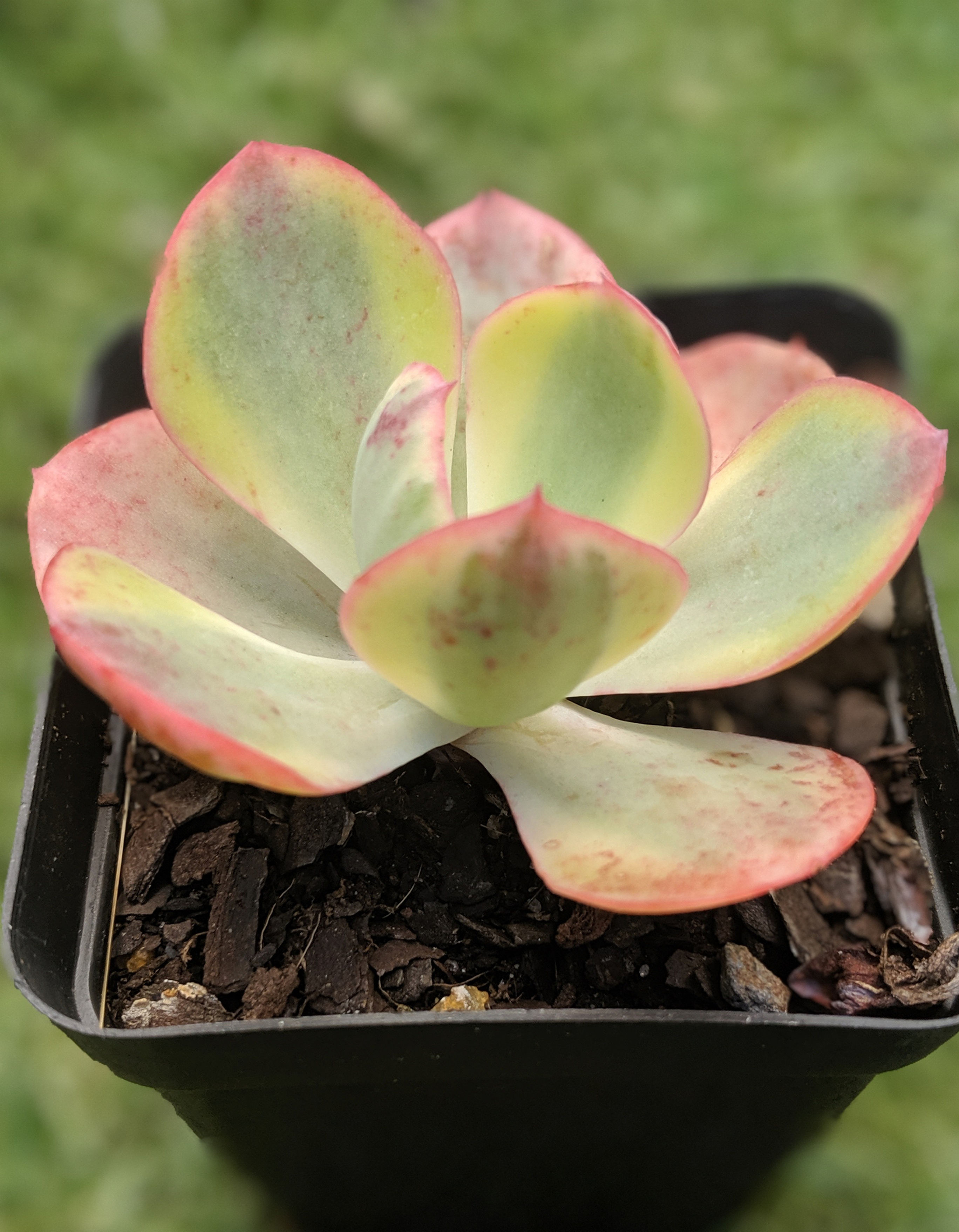 RARE ** Echeveria 'Sunset Peony' Variegated