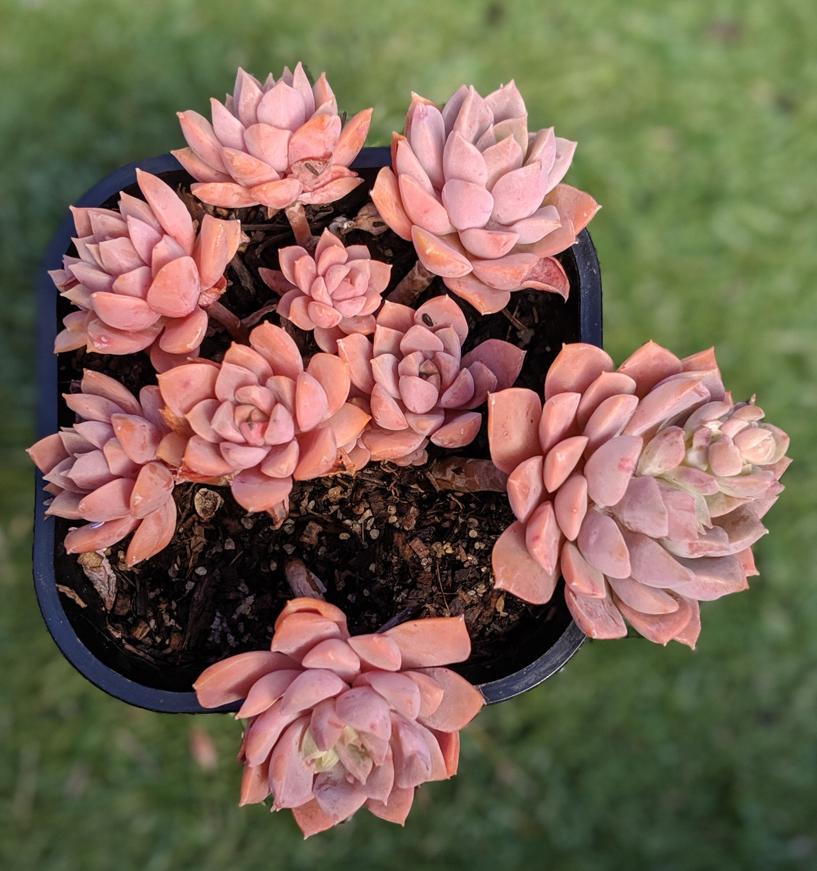 Echeveria 'Hybrid'