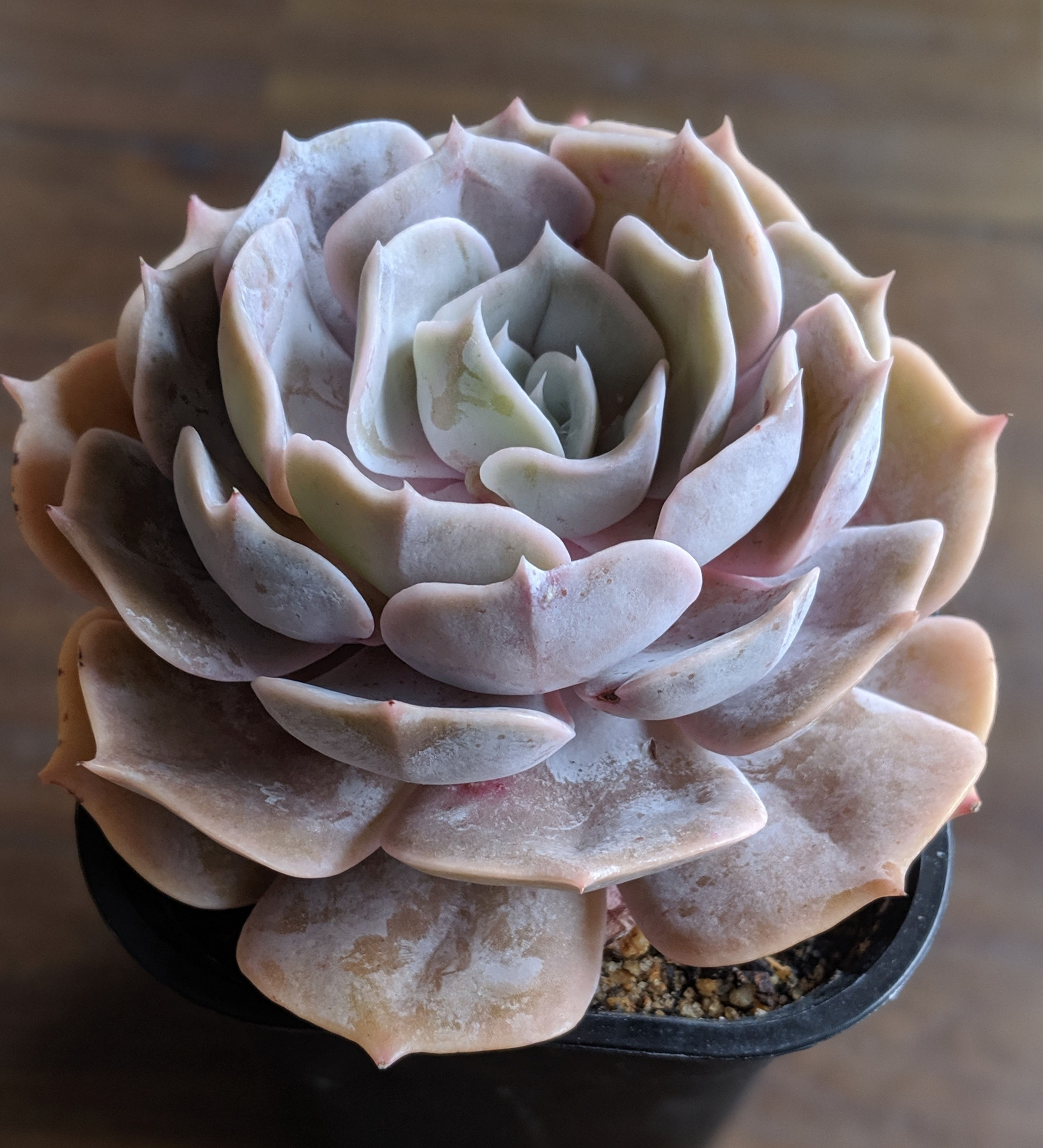 Echeveria 'Lola'