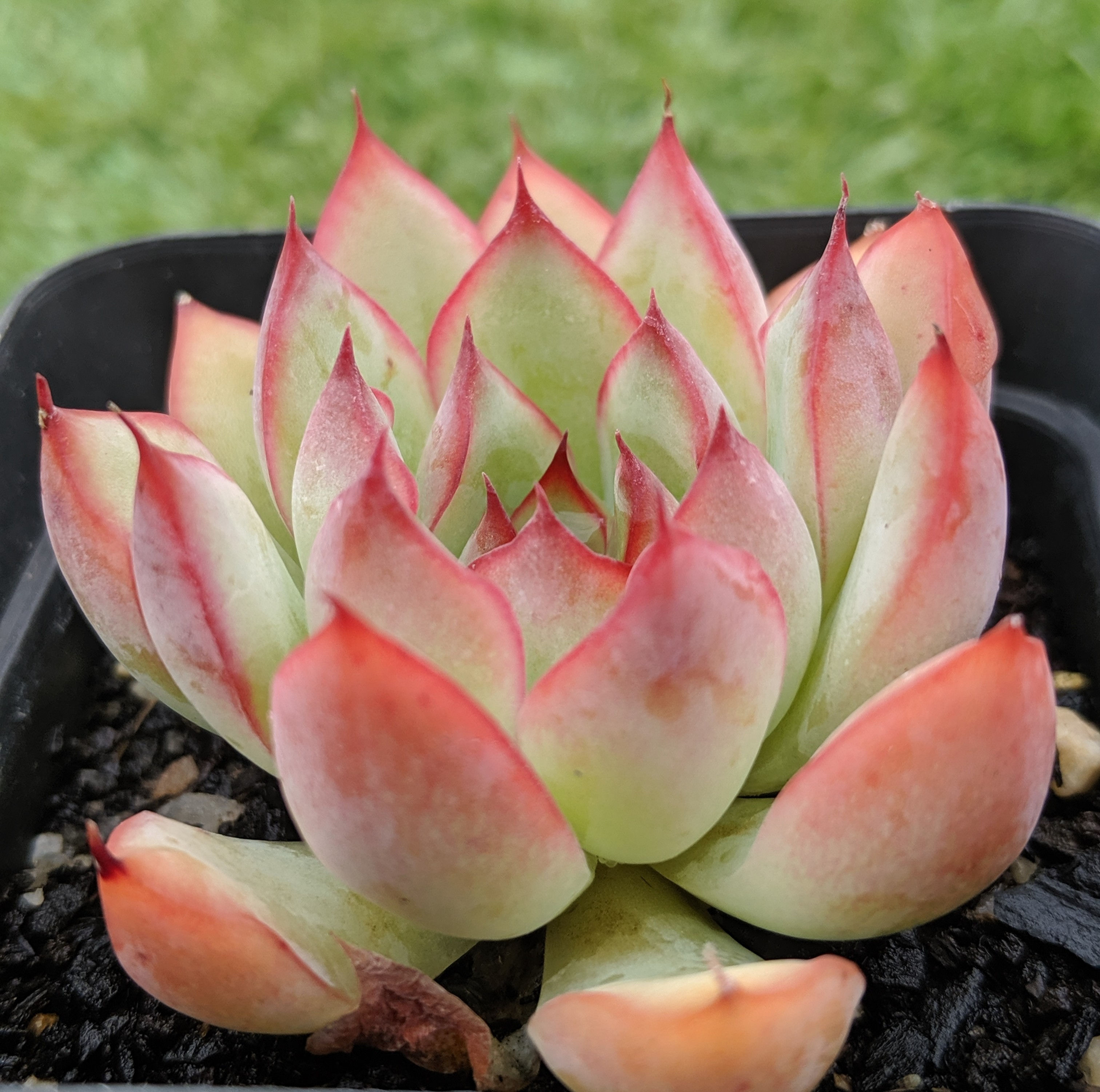 Echeveria 'Pulidonis' hybrid