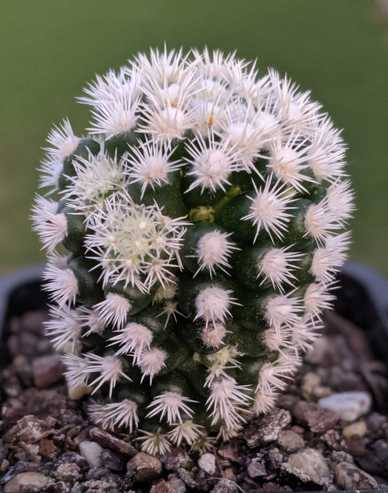 Mammillaria Arizona Snowcap