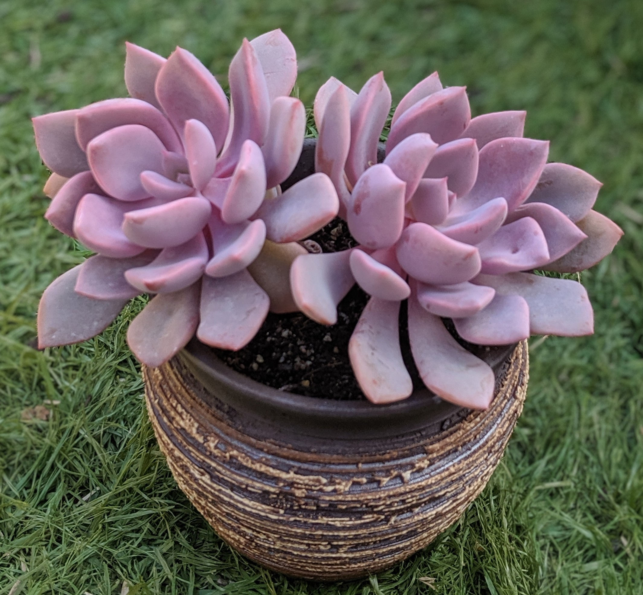 Graptoveria 'Debbi'