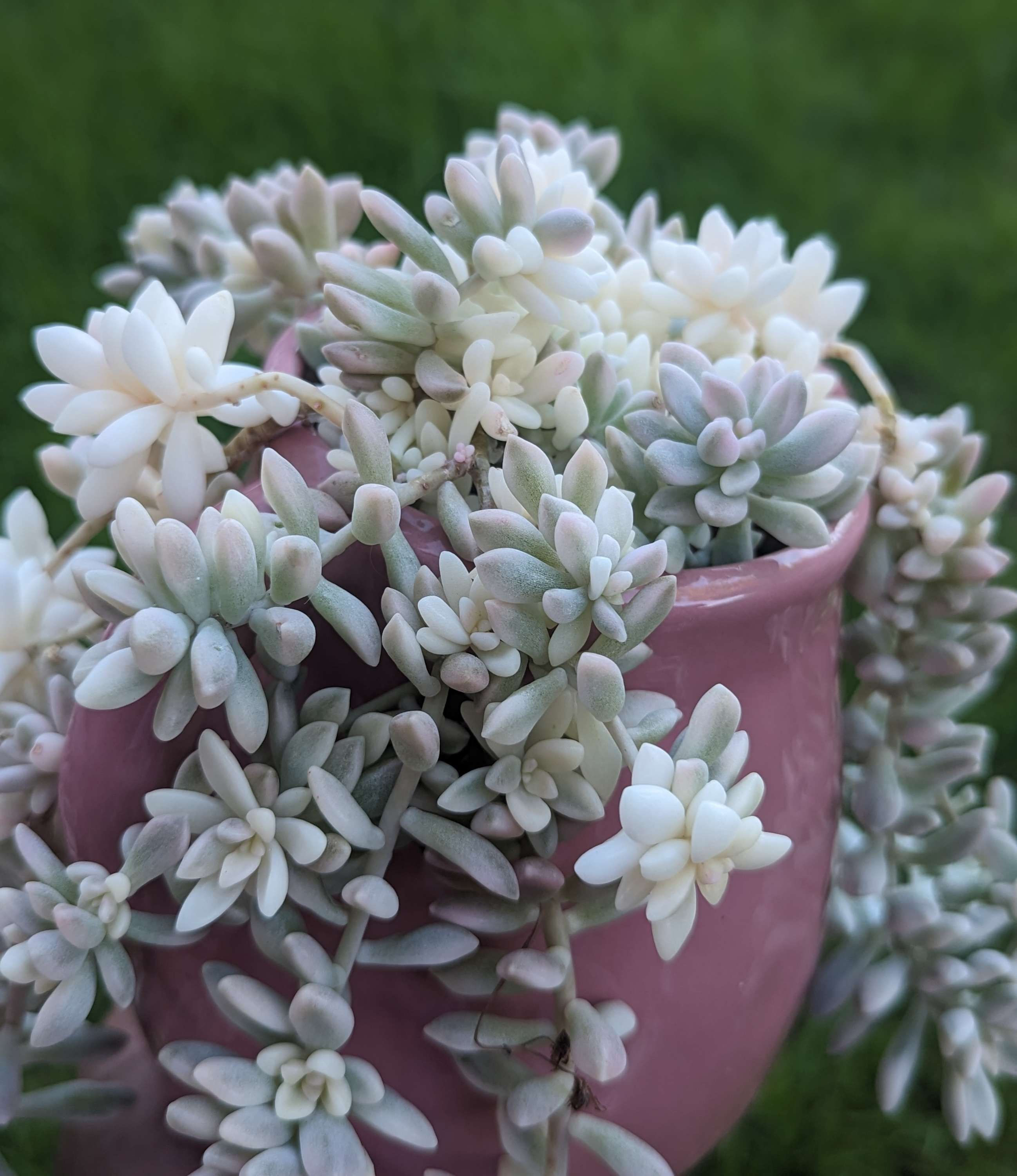 Graptopetalum 'Mirinae' variegata (large clump)
