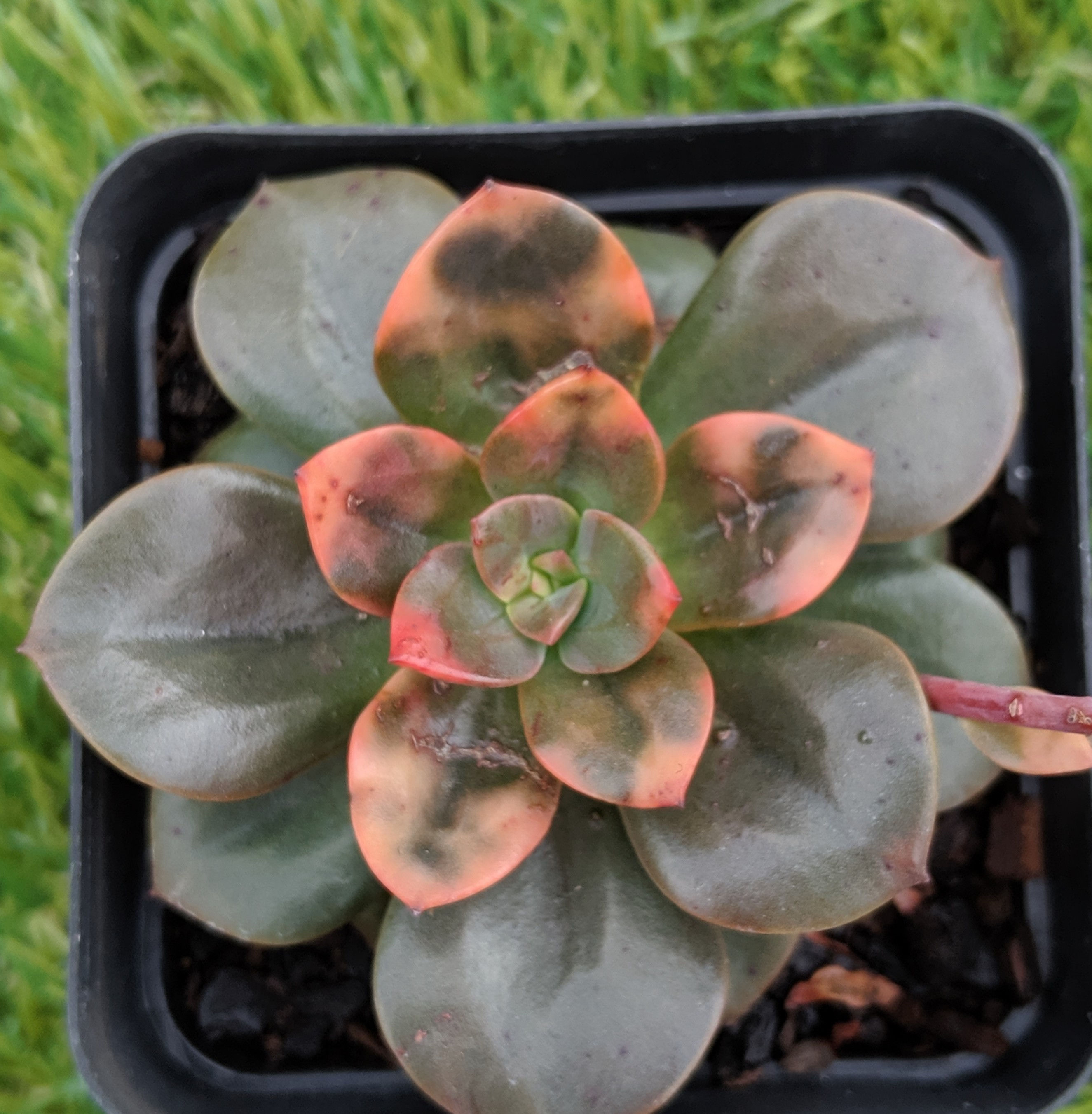 Echeveria 'Chroma'