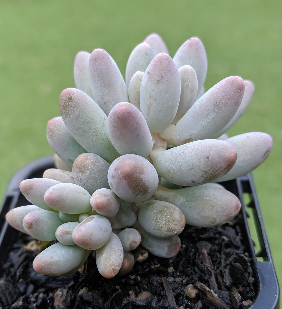 Thumbnail: Pachyphytum 'Baby Finger'