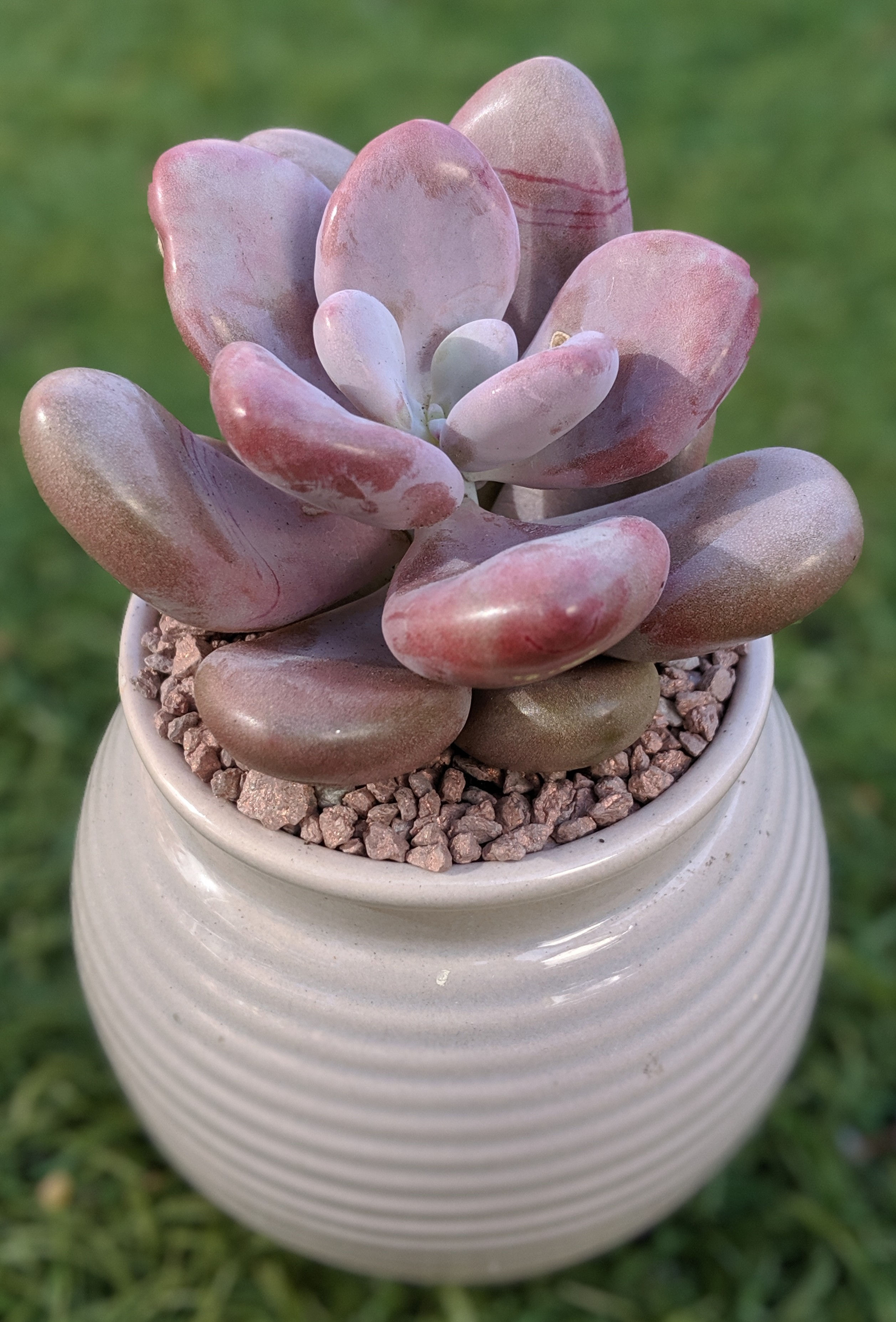 Graptopetalum 'Lavender Pebbles'