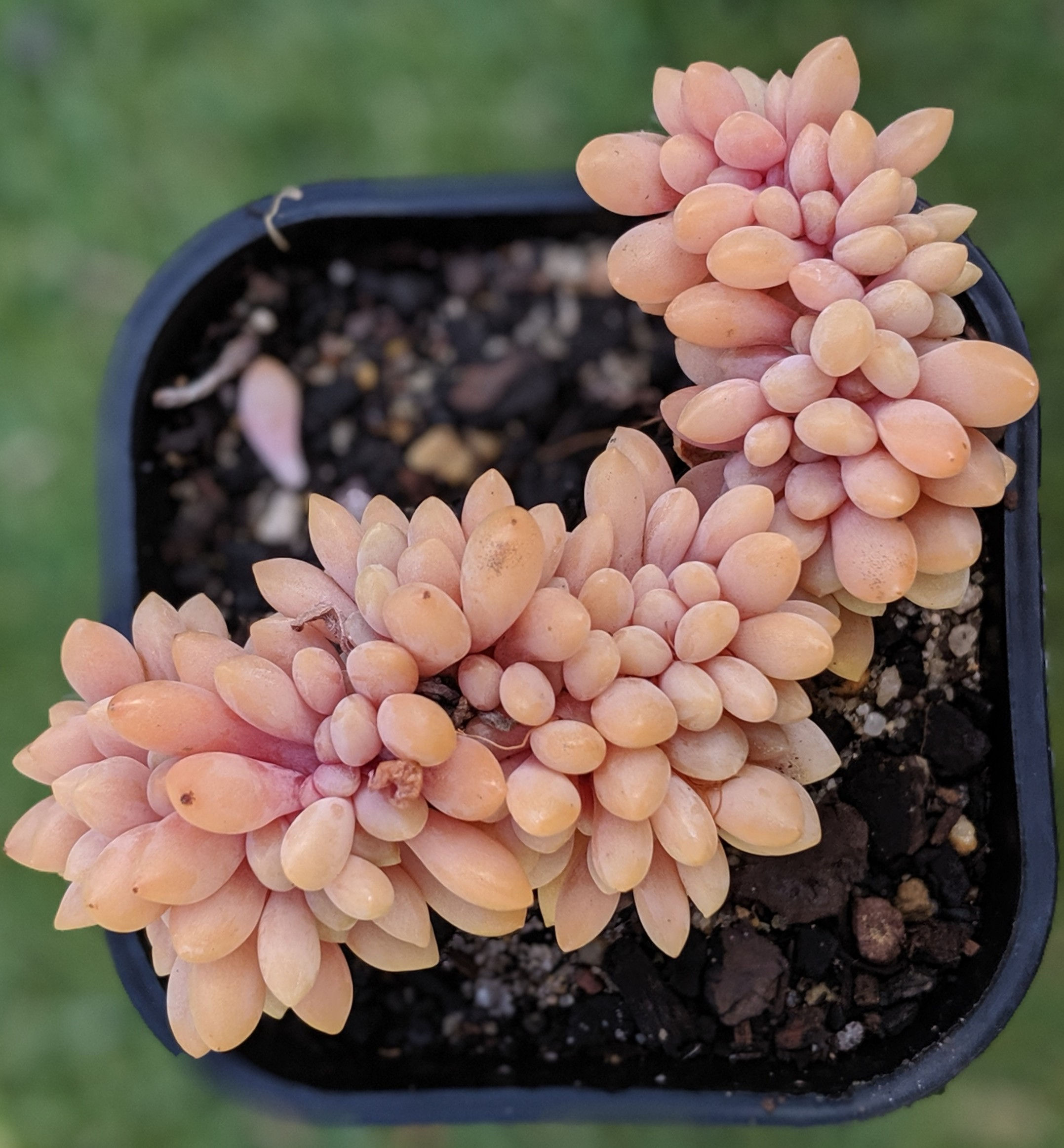 Cremneria 'Expatriata' F. Cristata