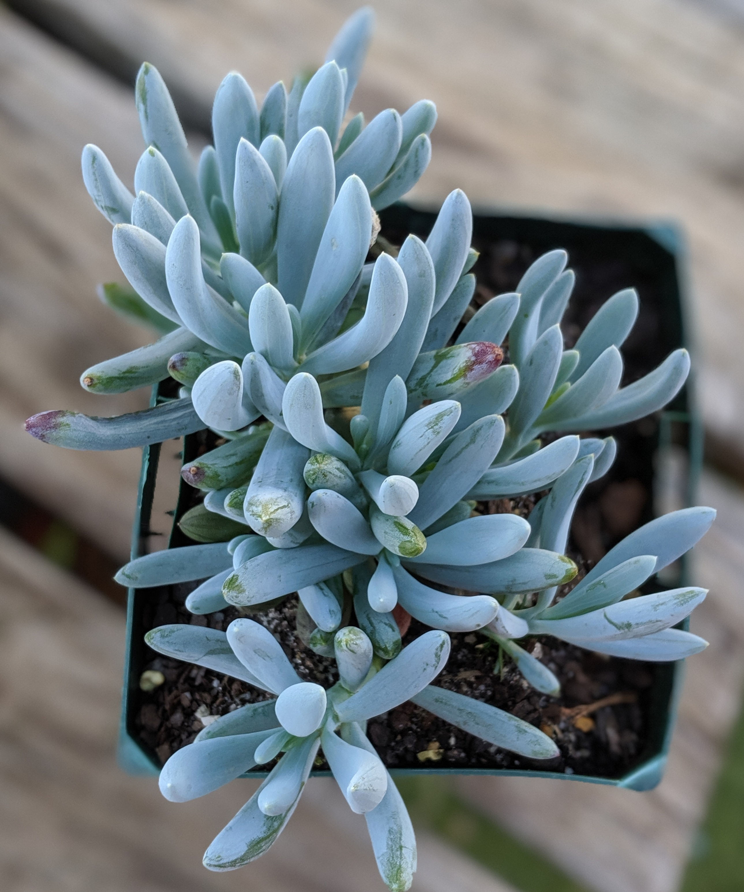 Senecio Serpens - Dwarf chalk stick