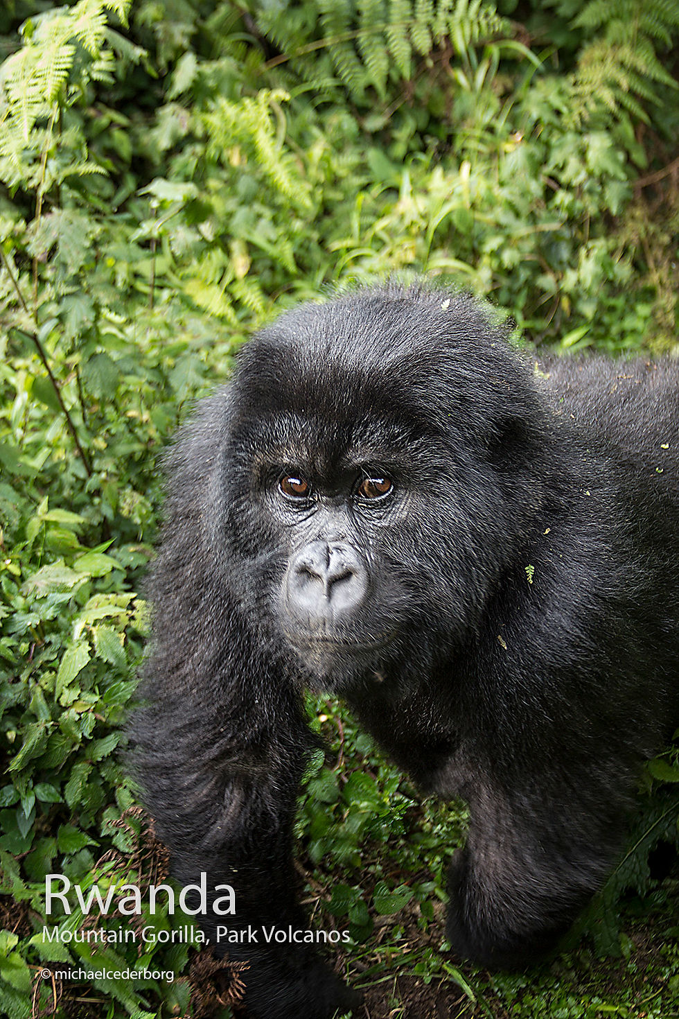 Rwanda POW (39D) 071114_5879
