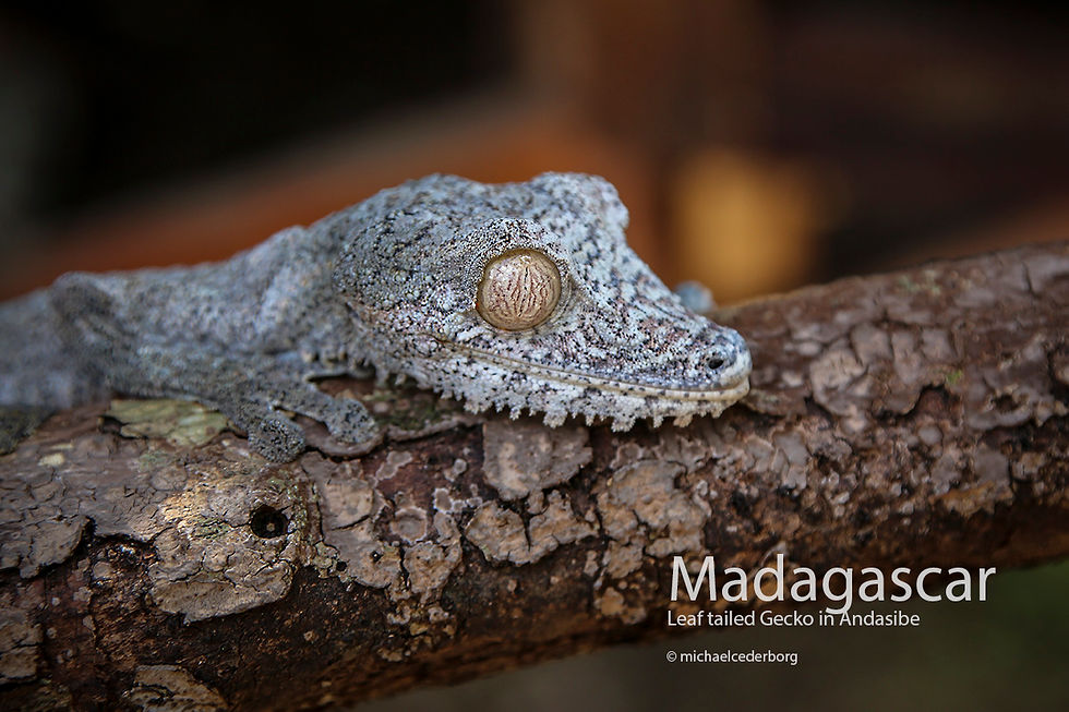 2015-12-19 Madagascar POW (18) 9C2A6445