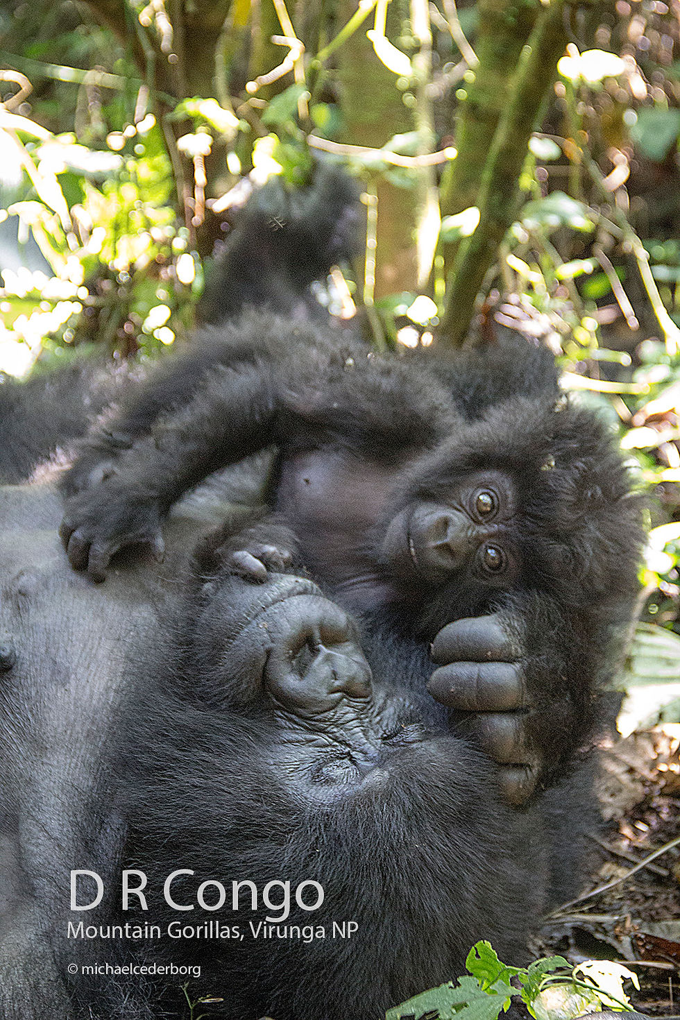 D R Congo POW (31B) 071414_8151