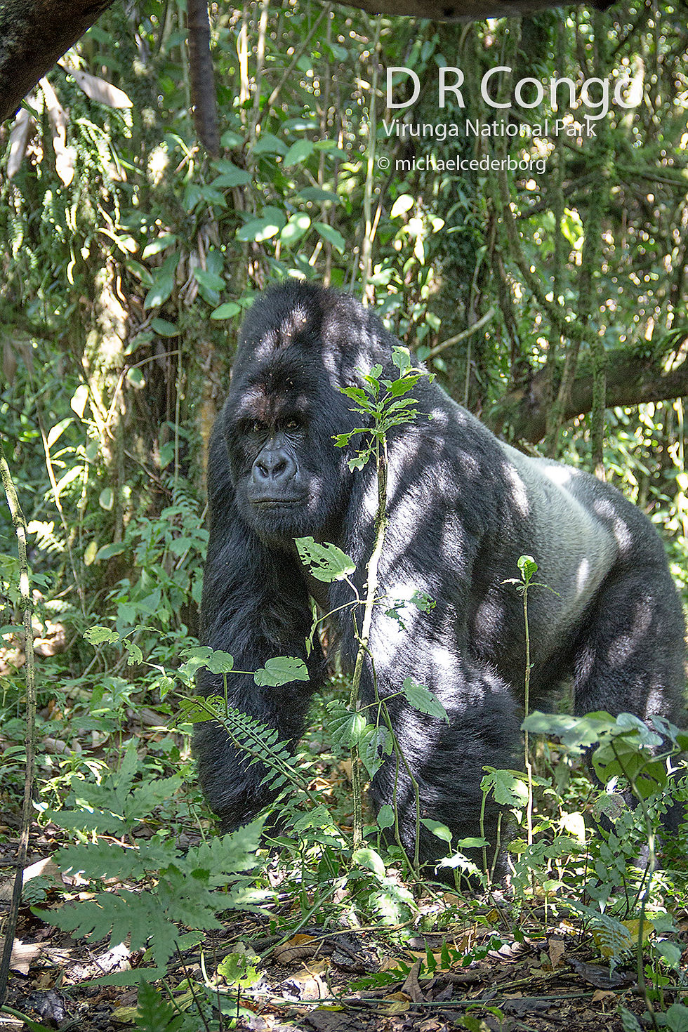 D R Congo POW (36) 071414_8127