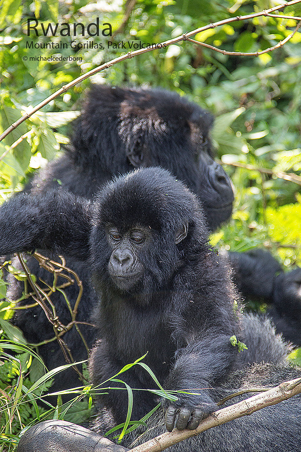 Rwanda POW (39B) 071114_5879
