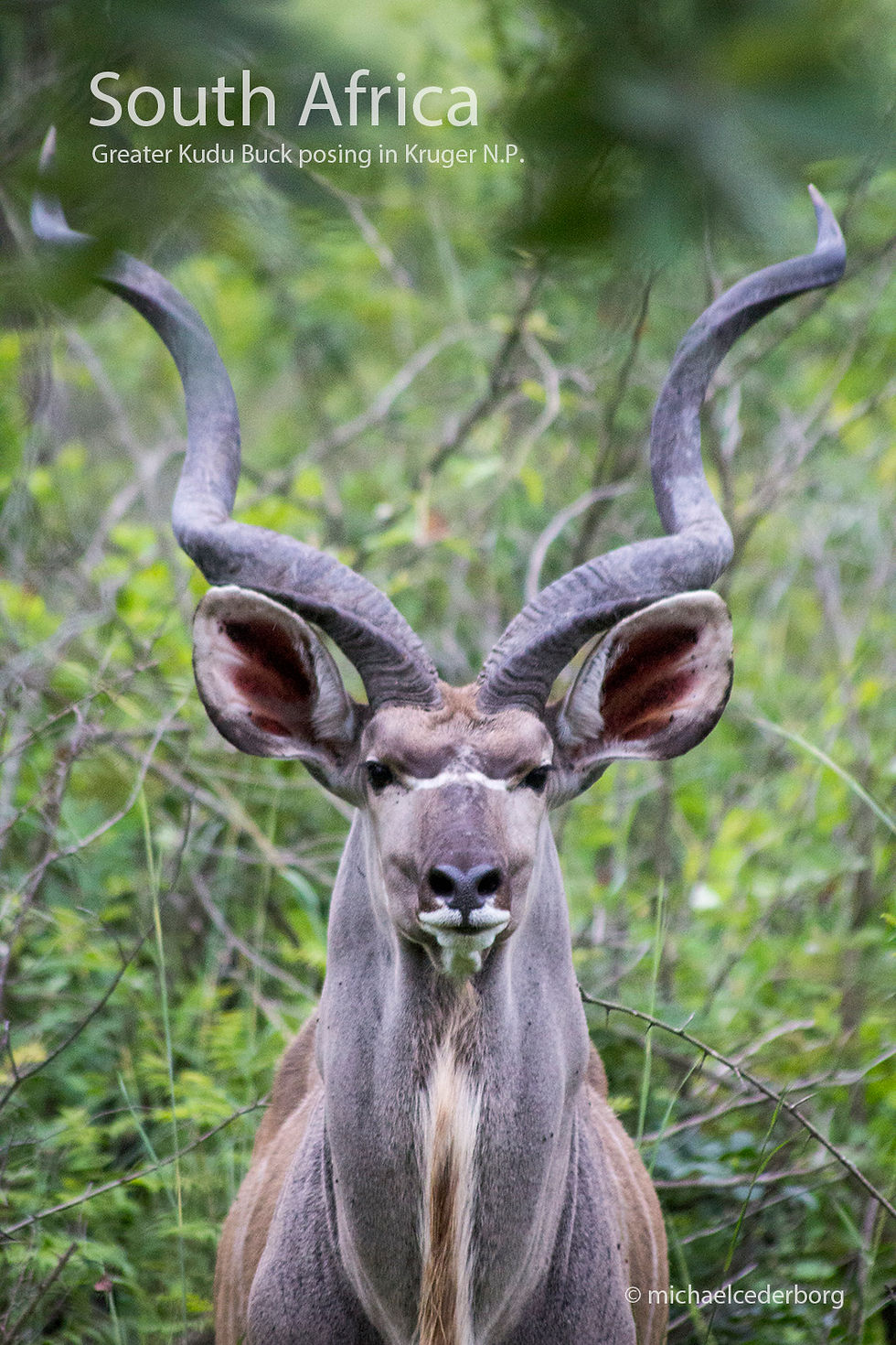 2013-12 SAR Kruger Park POW (1) IMG_4706 TM