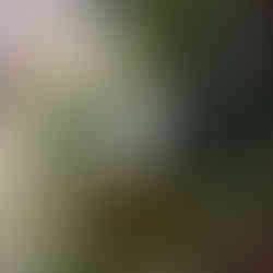 A Hedwig Christmas tree ornament is placed on the tree in Bowring Hepple Black