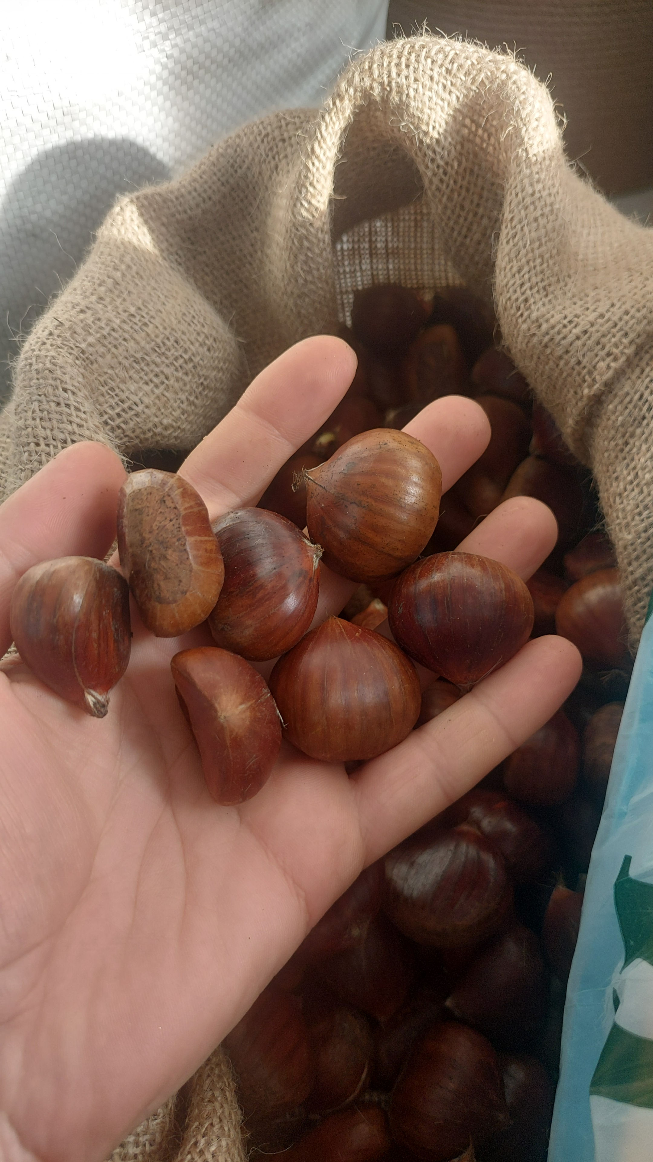 İri Aydın kestanesi-1 kg