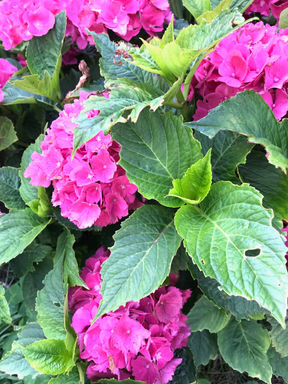 IMG_5738.HEIC