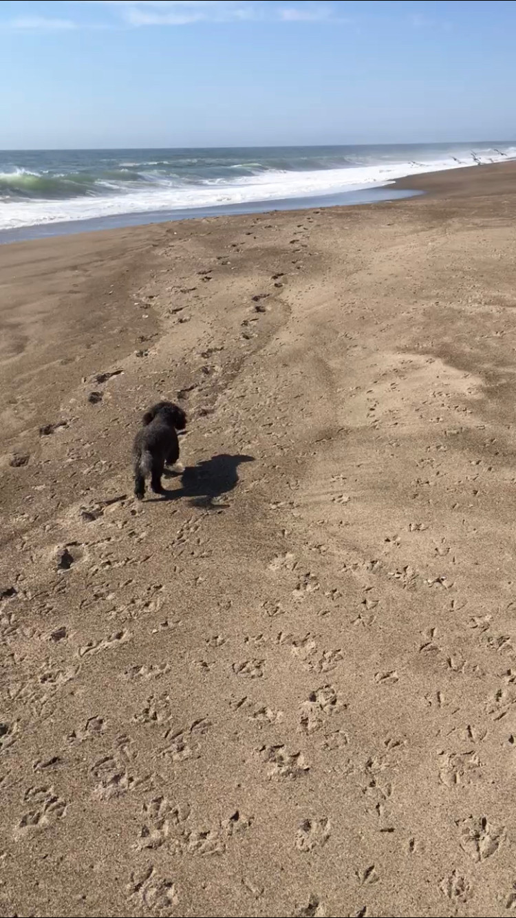 Sandy the Dog at the beach in Lincoln City Oregon