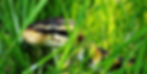 snake-365037_1920.jpg