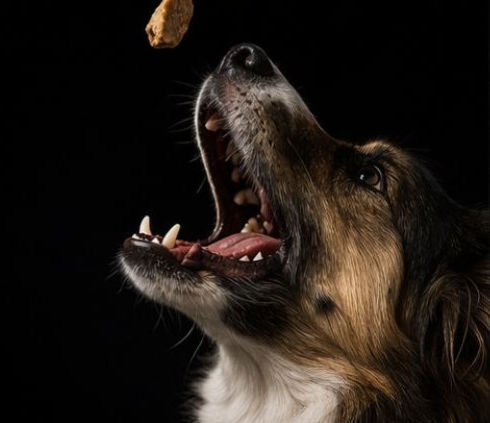 Dog 1.JPG