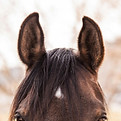paard a.jpg