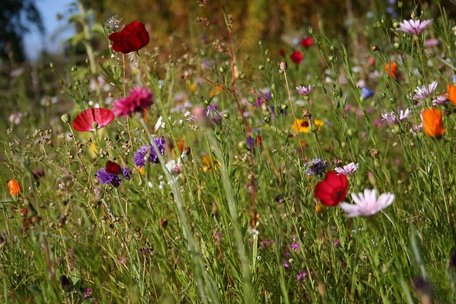 Como recibir y disfrutar la primavera