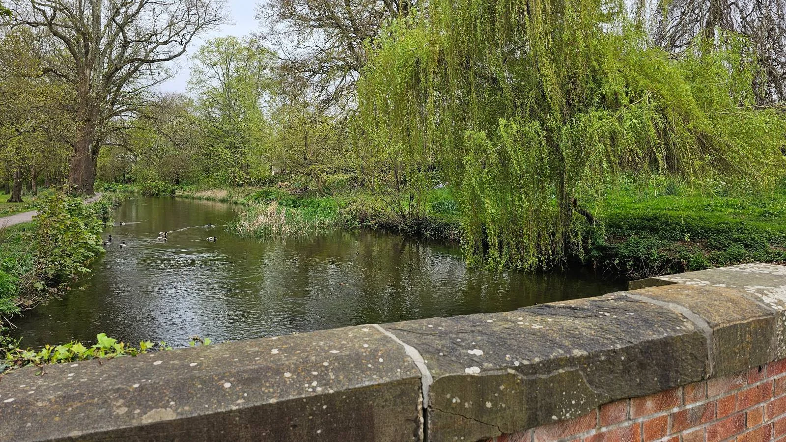 A serene park scene featuring a pond bordered by lush willow trees and a stone wall in the foreground.