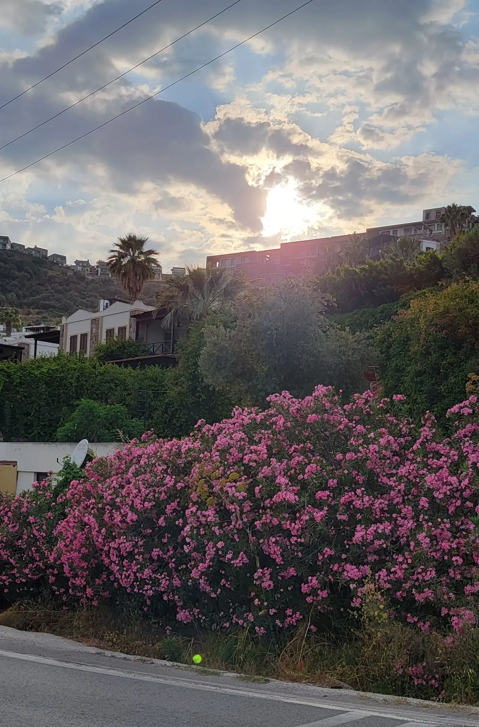 A row of pink flowering bushes lines the side of a road, with houses on a hillside and the sun setting behind clouds in the background.