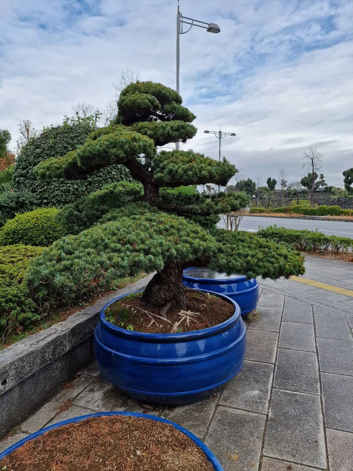 A sculpted bonsai tree with layered branches is planted in a large blue pot on a paved sidewalk. The background features a cloudy sky and a road with streetlights.