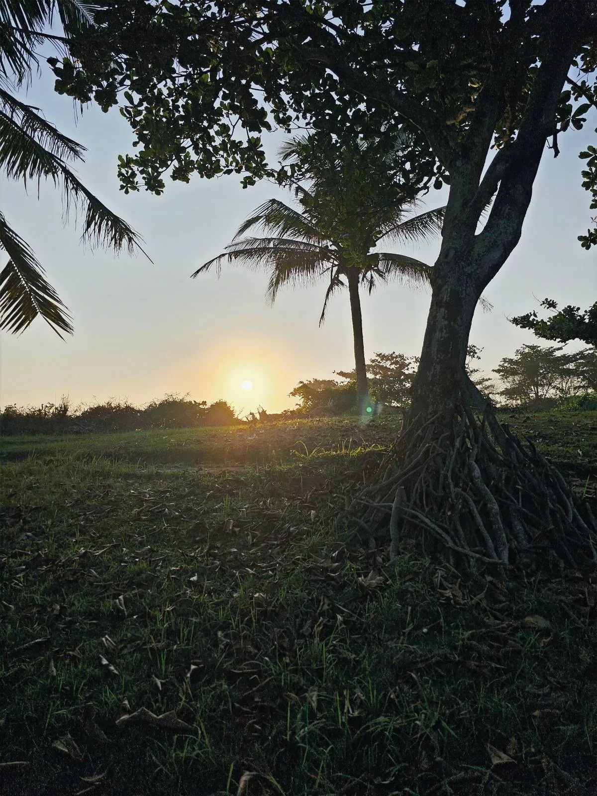 Sunset view with the sun partly hidden by trees in a grassy field. Palm trees stand silhouetted against the sky, and their roots are visible. The scene has a serene, tropical atmosphere.
