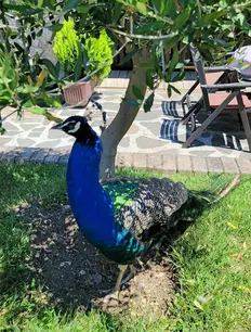A peacock with vibrant blue and green plumage stands under the shade of a small tree in a garden. Patio furniture and a stone path are visible in the background, with sunlight highlighting the lush green grass—a real surprise among nature's beautiful creations.