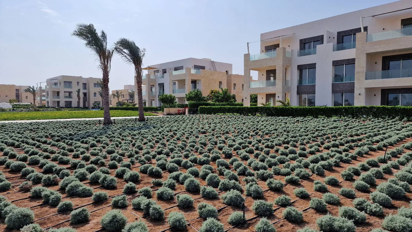 Landscape view of a manicured garden with rows of small bushes in front of modern, multi-story residential buildings. Two palm trees stand tall to the left, amid clear skies.