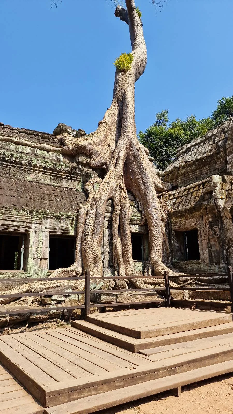 A large tree with thick, sprawling roots grows over the ancient stone ruins of a temple under a clear blue sky, likely at Ta Prohm in Angkor, Cambodia.