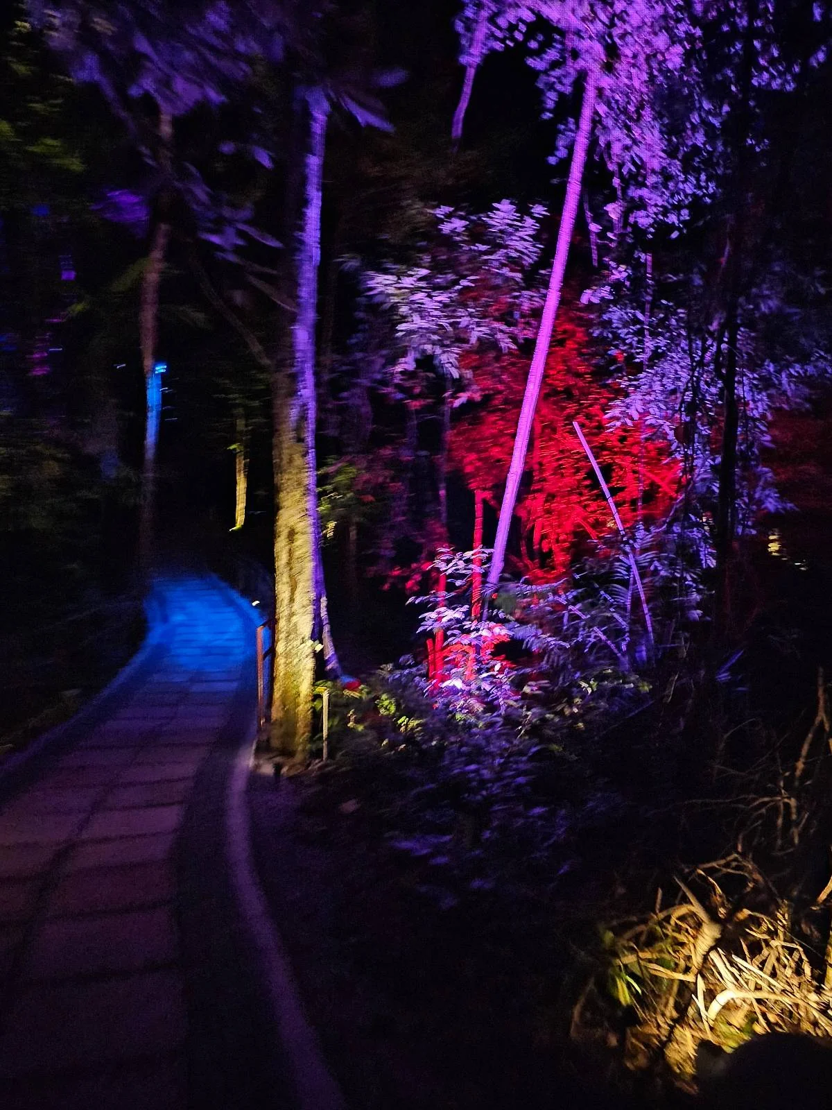 A dimly lit pathway at night, bordered by trees. The trees and foliage are illuminated in vibrant purple and red lights, creating a mysterious and colorful atmosphere.