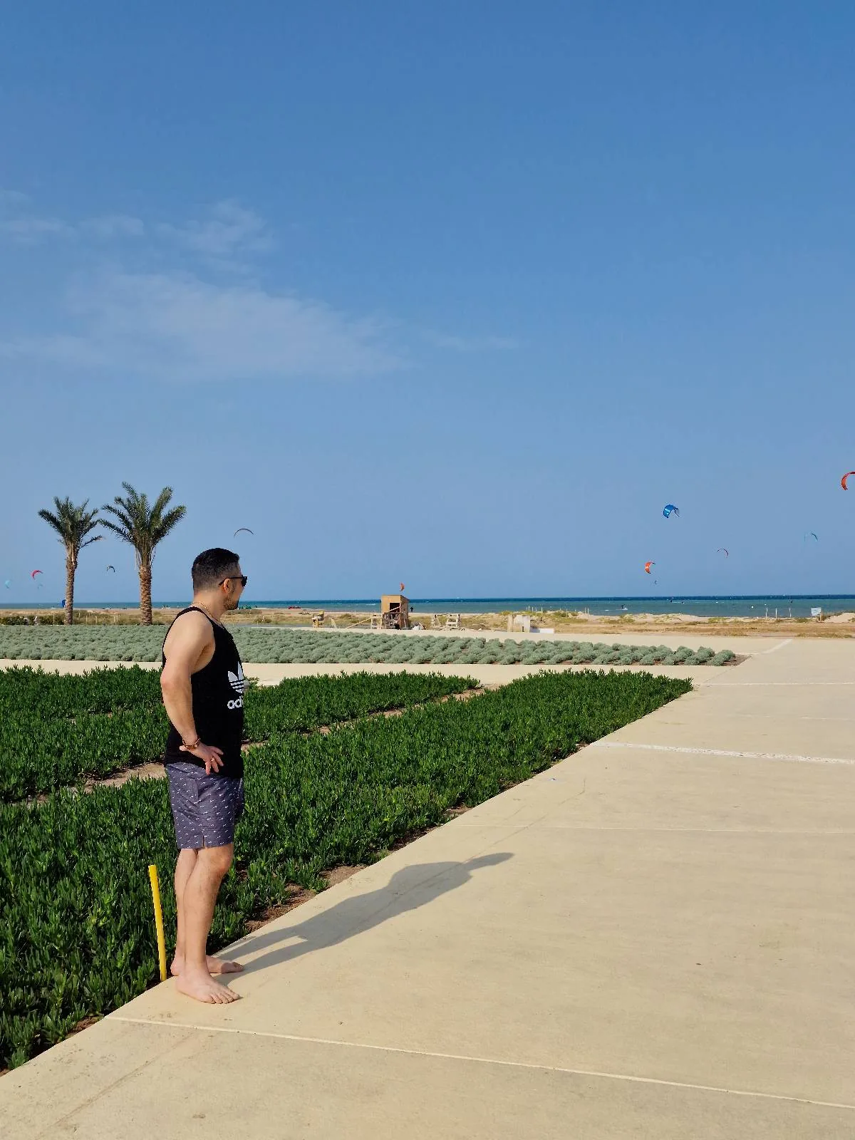 A person stands on a paved walkway near green fields, overlooking the ocean with a few scattered palm trees and parachute kites in the sky.